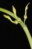 Aristolochia clematitis (03)